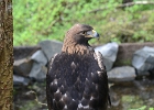 Alaskab (1)  Golden eagle, Alaska